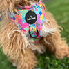 Bebe Luxe - Tutti Frutti Harness - Sunny Bliss - Australia